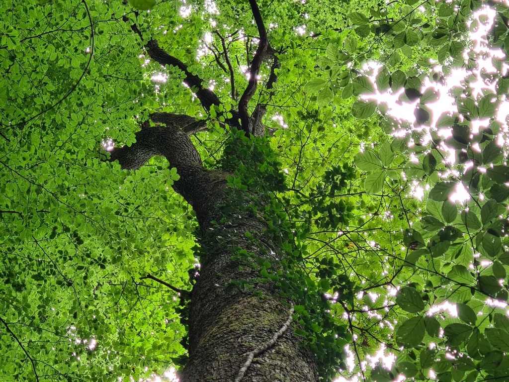Schlangen-Eiche_6_1500px.jpg