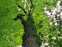 Schlangen-Eiche_6_1500px.jpg