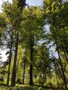 DietWALD-Buche-6-scaled.jpg