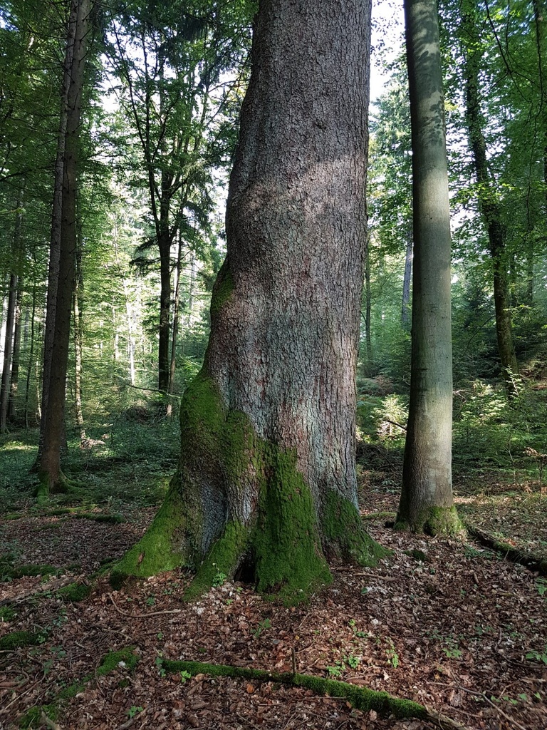 Himmelsleiter-Fichte-Webpage-2-scaled.jpg