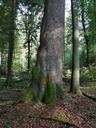 Himmelsleiter-Fichte-Webpage-2-scaled.jpg
