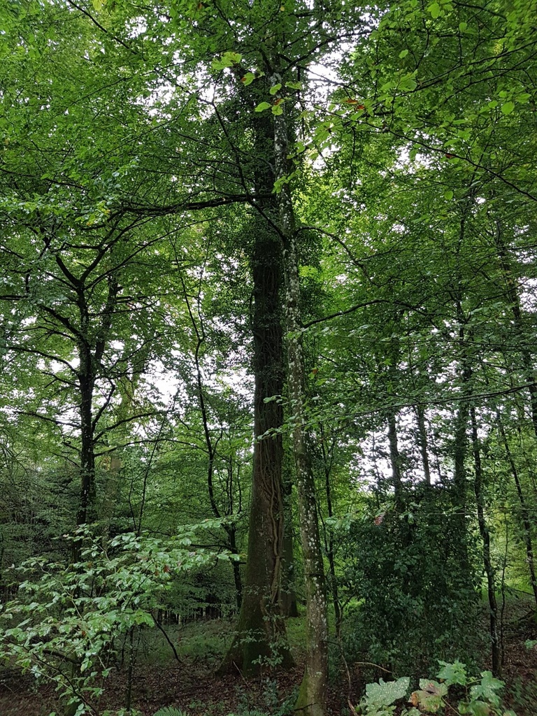 Terrakotta-Eiche-Webpage-2-scaled.jpg