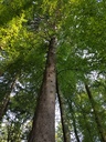 Himmelsleiter-Fichte-Webpage-3-scaled.jpg