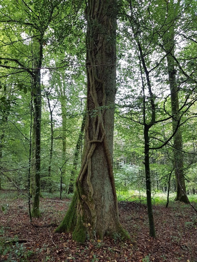Terrakotta-Eiche-Webpage-3-scaled.jpg