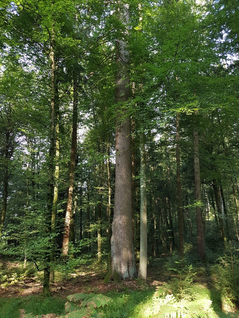 Himmelsleiter-Fichte-Webpage-4-scaled.jpg