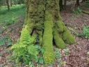 WALDtraud-Buche-Webpage-2-scaled.jpg