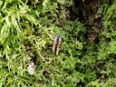 WALDtraud-Buche-Webpage-3-scaled.jpg