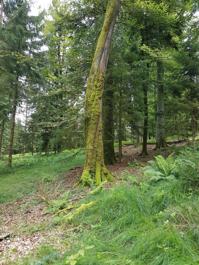WALDtraud-Buche-Webpage-4-scaled.jpg