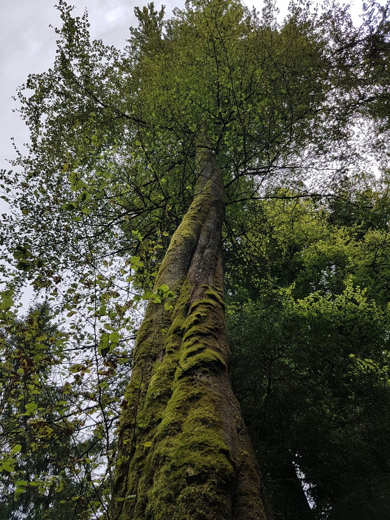 WALDtraud-Buche-Webpage-5-scaled.jpg