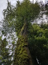 WALDtraud-Buche-Webpage-5-scaled.jpg