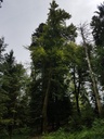WALDtraud-Buche-Webpage-6-scaled.jpg