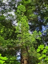 Thronfolger-Weisstanne-Website-2-scaled.jpg