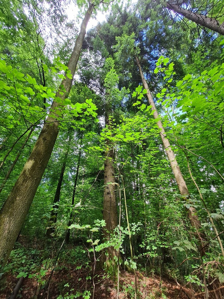 Thronfolger-Weisstanne-Website-4-rotated.jpg