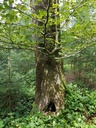 St.-Beatus-Buche-webpage-2-scaled.jpg