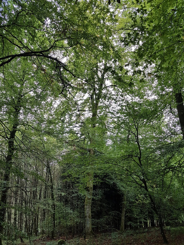 Pirouetten-Buche-Webpage-3-scaled.jpg