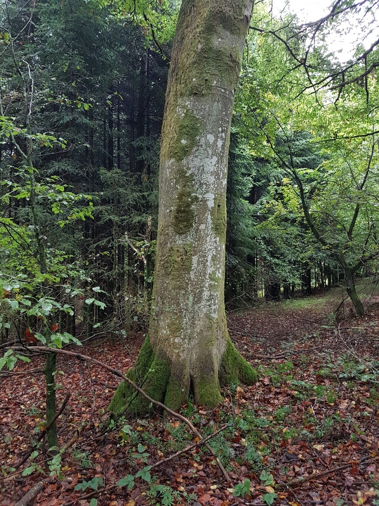 Pirouetten-Buche-Webpage-4-scaled.jpg