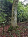 Pirouetten-Buche-Webpage-4-scaled.jpg