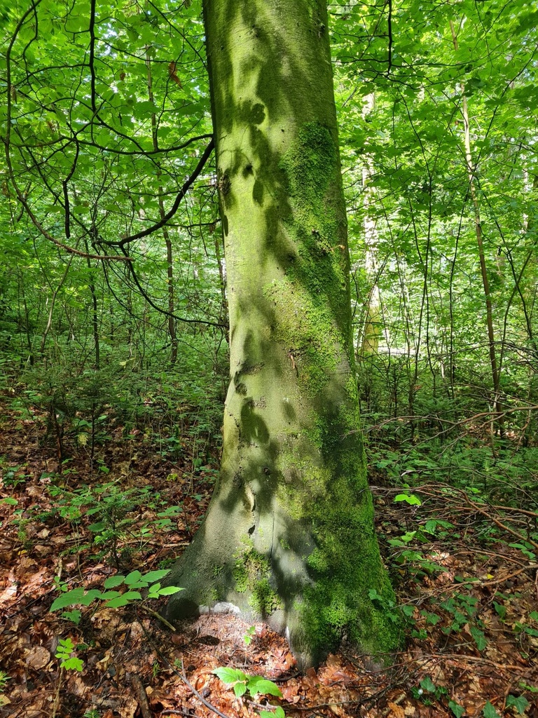 Leiterlispiel-Buche-2-scaled.jpg