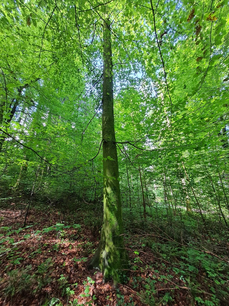Leiterlispiel-Buche-3-scaled.jpg