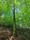 Leiterlispiel-Buche-3-scaled.jpg