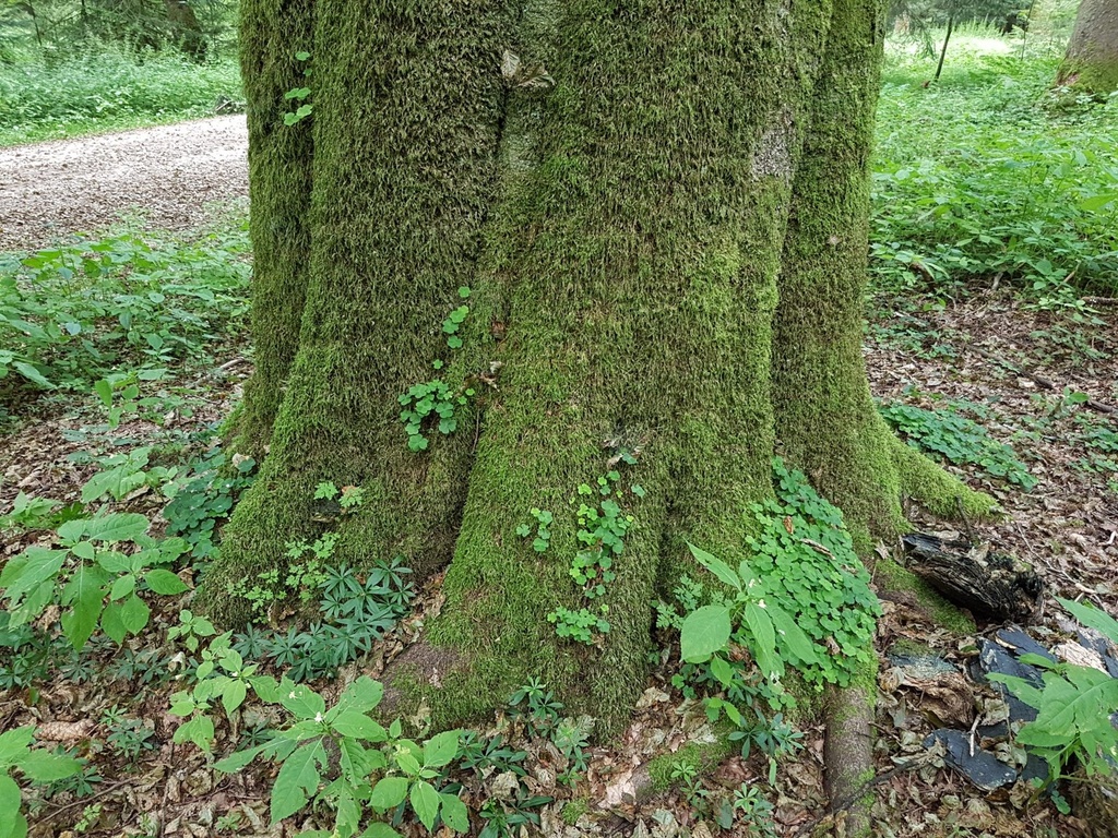 Isegrim-Buche-Webpage-2-scaled.jpg