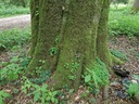 Isegrim-Buche-Webpage-2-scaled.jpg