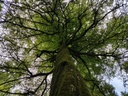 Isegrim-Buche-Webpage-3-scaled.jpg