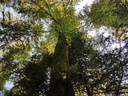 Galadriel-Buche-Webpage-3-scaled.jpg