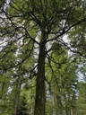 Isegrim-Buche-Webpage-4-scaled.jpg