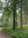Isegrim-Buche-Webpage-5-scaled.jpg