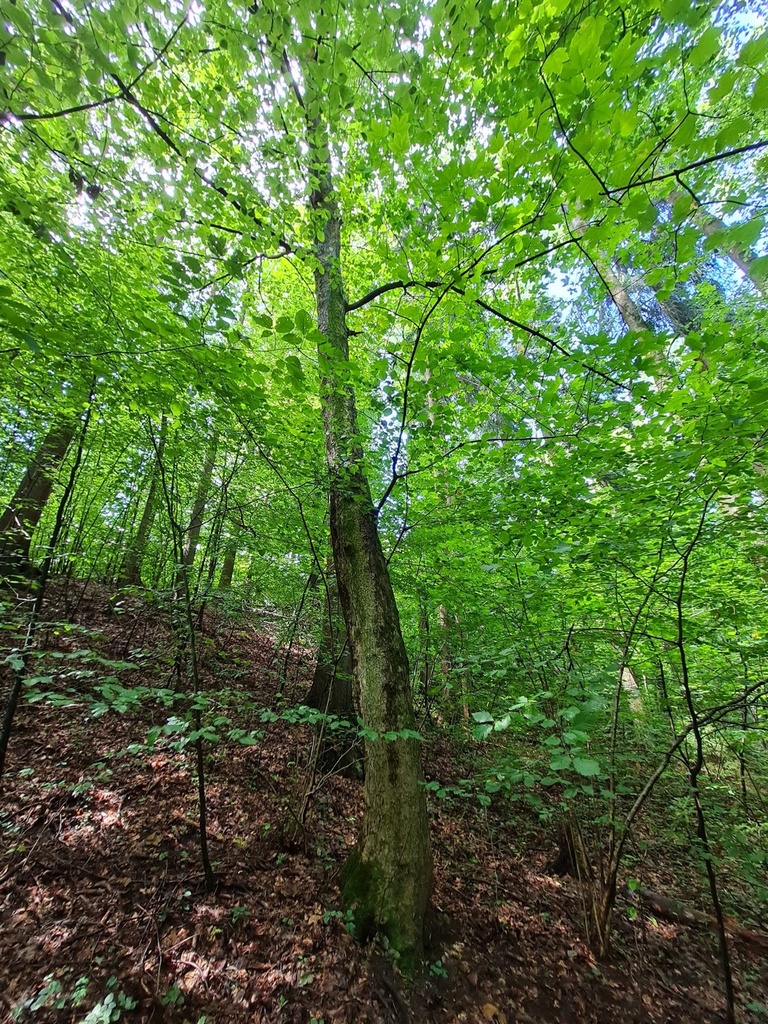 Schirmili-Ahorn-2-scaled.jpg