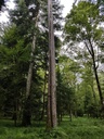 Libertas-Foehre-Webpage-3-scaled.jpg