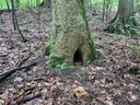 Schirmili-Ahorn-3-scaled.jpg