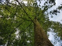 Alraunen-Buche-Webpage-2-scaled.jpg