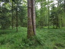 Libertas-Foehre-Webpage-2-scaled.jpg