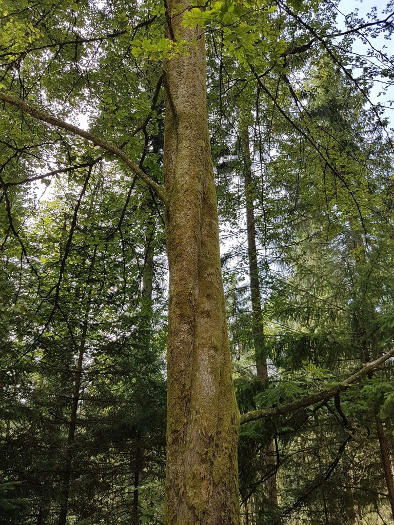 Alraunen-Buche-Webpage-3-scaled.jpg