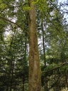 Alraunen-Buche-Webpage-3-scaled.jpg