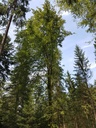 Alraunen-Buche-Webpage-4-scaled.jpg