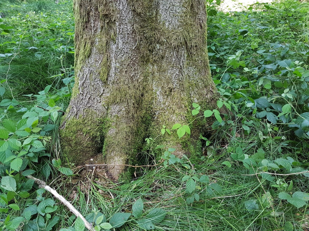Guckindieluft-Buche-Webpage-2-scaled.jpg
