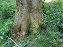Guckindieluft-Buche-Webpage-2-scaled.jpg
