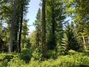 Guckindieluft-Buche-Webpage-3-scaled.jpg