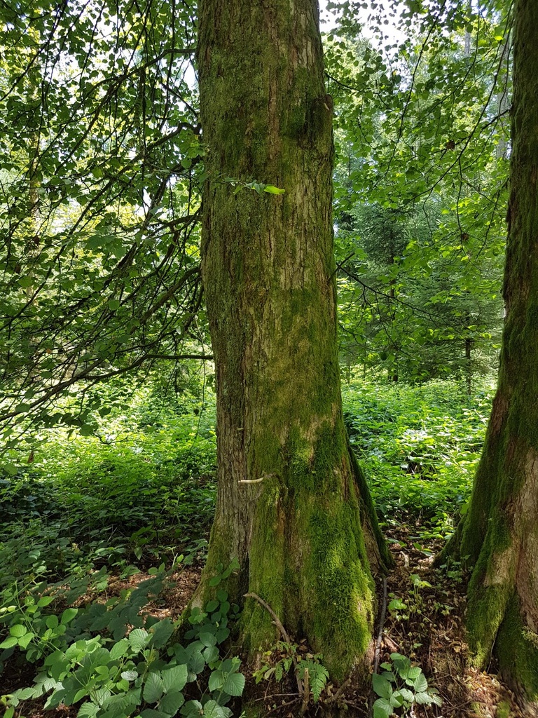 Jorinde-Linde-Webpage-2-scaled.jpg
