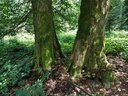 Jorinde-Linde-Webpage-4-scaled.jpg