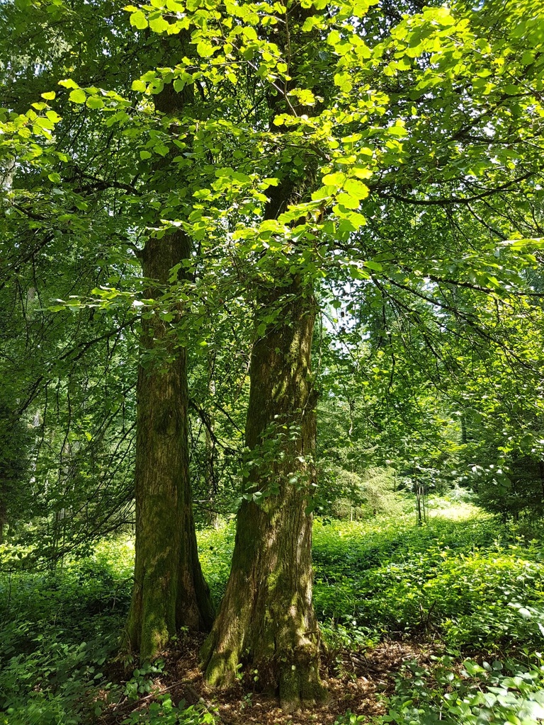 Jorinde-Linde-Webpage-5-scaled.jpg