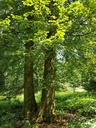 Jorinde-Linde-Webpage-5-scaled.jpg