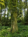 Rapunzel-Buche-Webpage-2-scaled.jpg