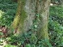 Rapunzel-Buche-Webpage-3-scaled.jpg