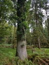 Mayflower-Eiche-Webpage-3-scaled.jpg
