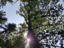 Greenhorn-Eiche-Webpage-3-scaled.jpg