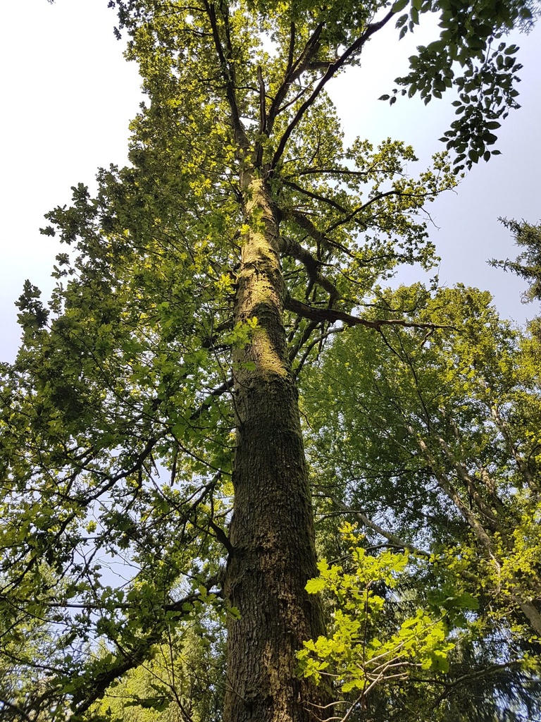 Greenhorn-Eiche-Webpage-4-scaled.jpg